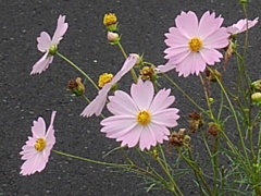 道沿いのピンクコスモス（10月5日）