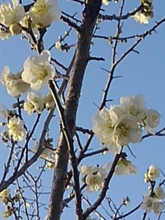 枝と梅の花（3月14日）