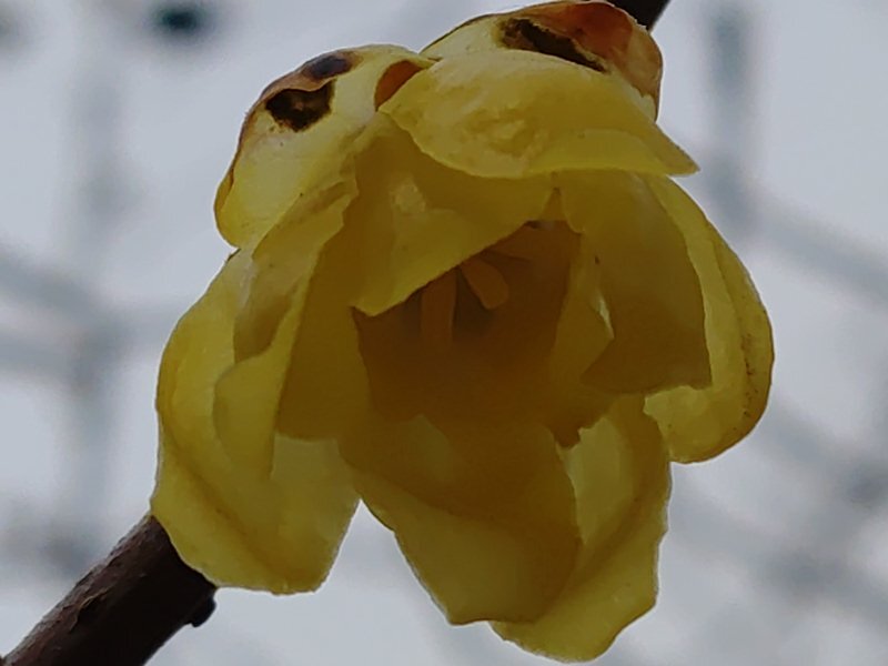 長峰公園のロウバイ（2月7日）