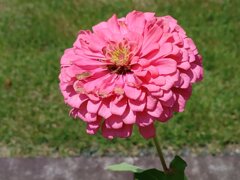 ピンクの大きいヒャクニチソウ（8月8日）