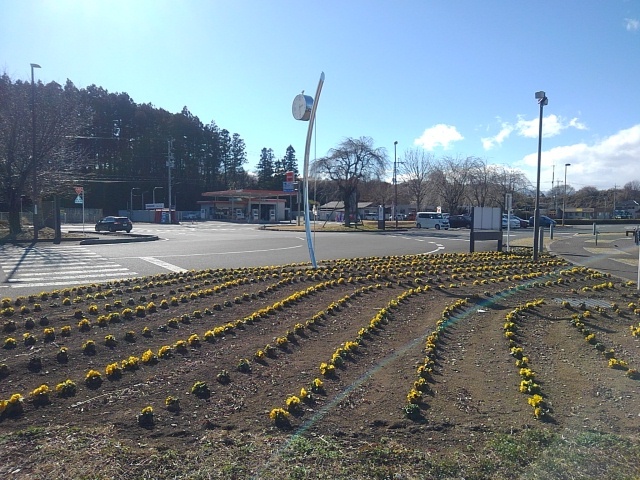 道の駅の花壇（3月2日）