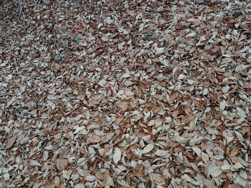 長峰公園の丘の森の落ち葉（1月1日）