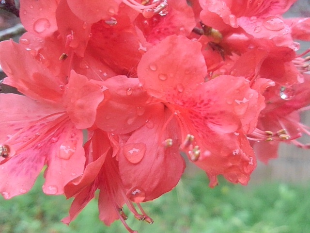 雨に濡れたサツキ（4月24日）