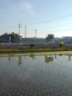 割と市街地に近い水田（6月17日）