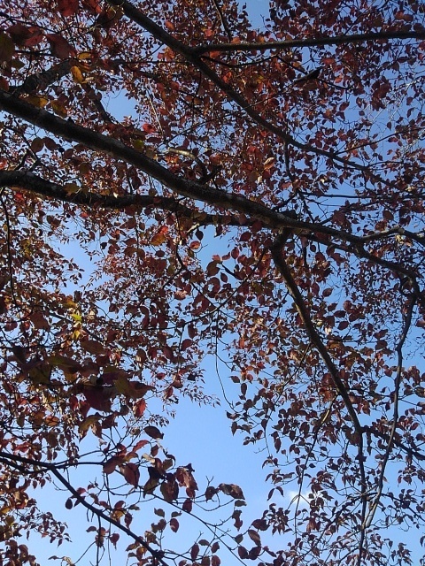 長峰公園の真っ赤な葉（11月1日）