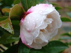 雨の雫が付いた白サザンカ（12月14日）