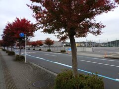 赤いモミジのある歩道（11月13日）