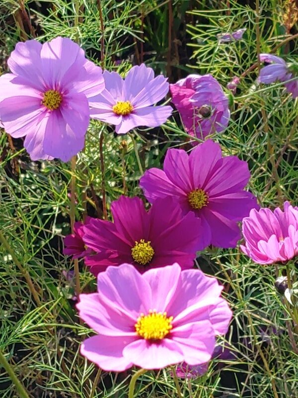 ゆうゆうパークの明るいコスモス（10月27日）