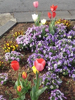 矢板駅の花壇（4月11日）