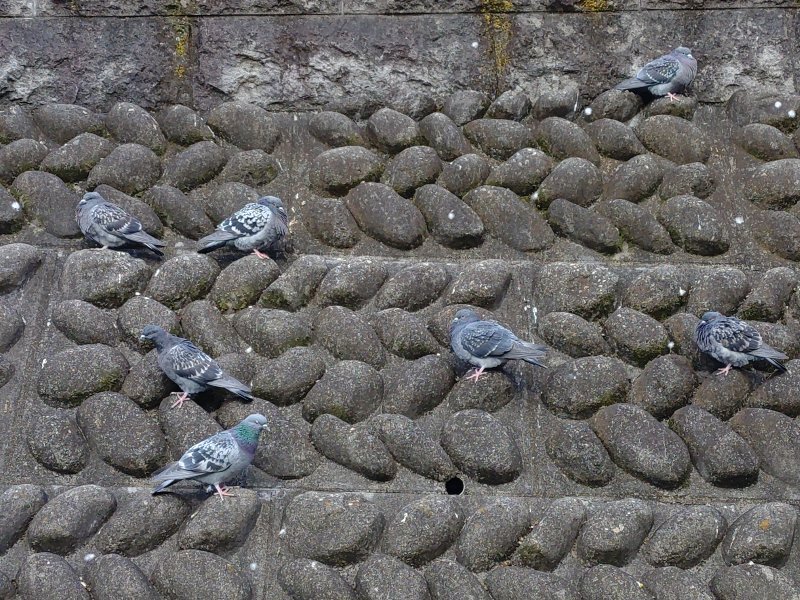 鳩の休憩所（1月23日）