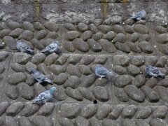 鳩の休憩所（1月23日）
