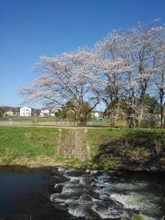 川の流れが激しい場所と桜（4月10日）