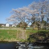 川の流れが激しい場所と桜（4月10日）