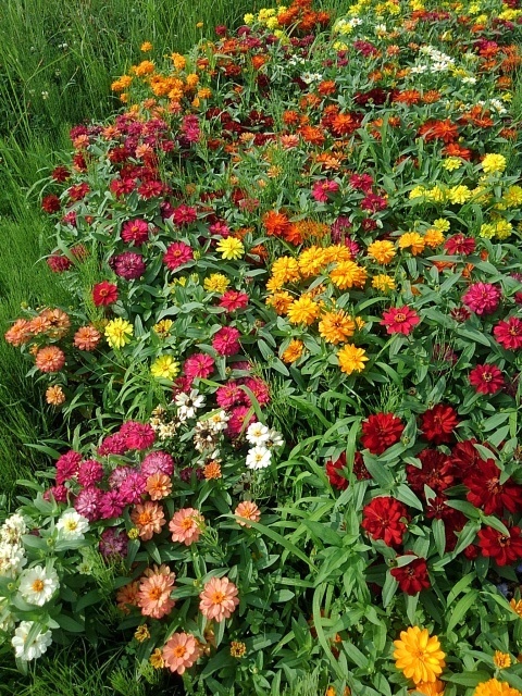 花壇のカラフルなヒャクニチソウたち（7月5日）