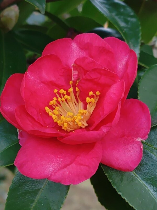 庭のサザンカ（1月3日）