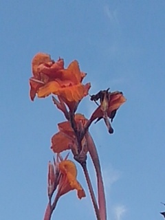 情熱的な花（9月18日）