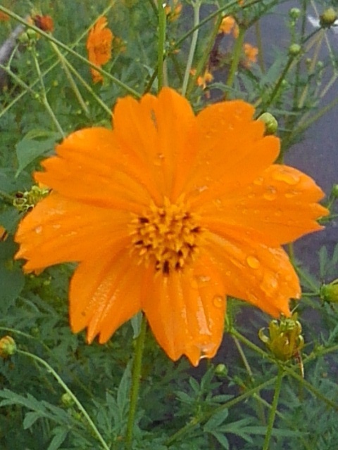 キバナコスモス（9月19日）