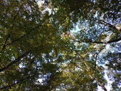 森の天井（11月15日）