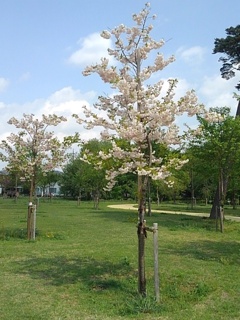 ゆうゆうパークの丘の八重桜の木（4月26日）