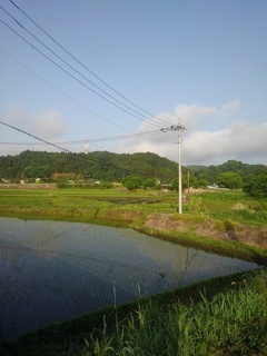水田（5月20日）