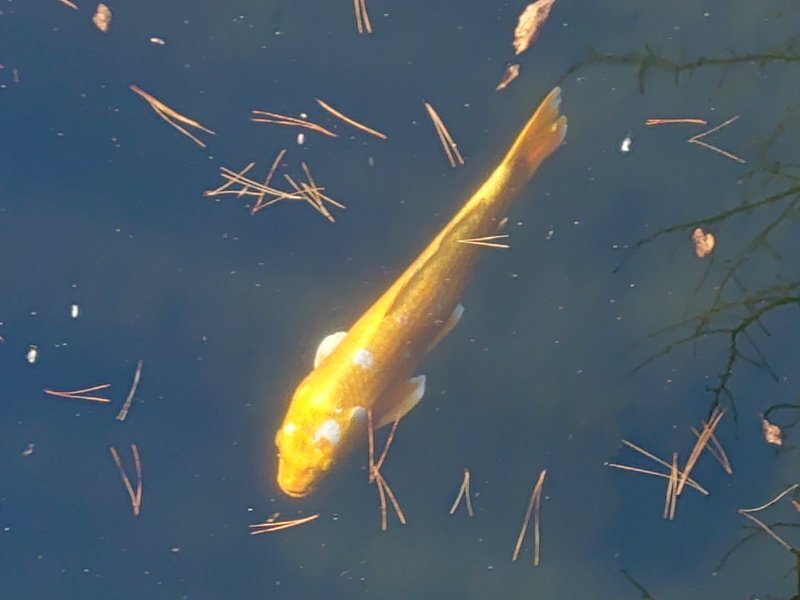 金色の鯉（12月30日）