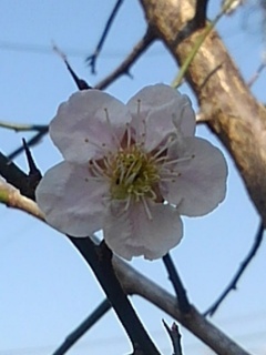 庭の小さな梅の花（3月22日）