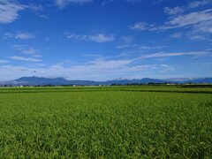 水田（8月13日）