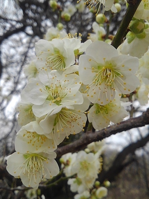 長峰公園の梅の花が咲いた景色（3月15日）