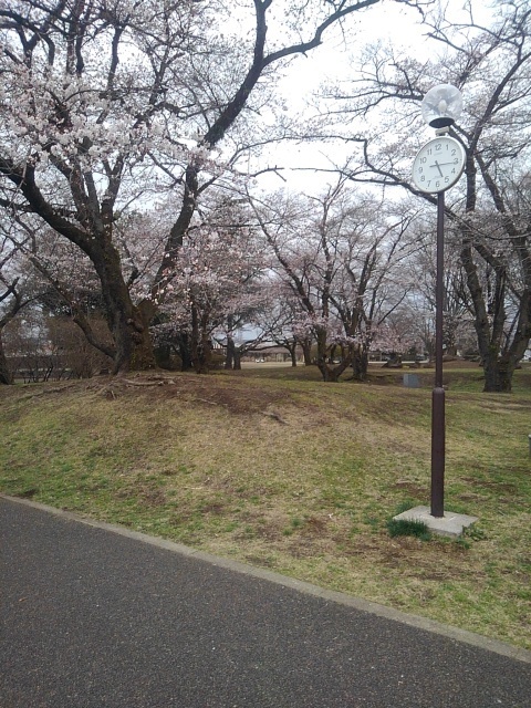 桜と時計台（4月5日）