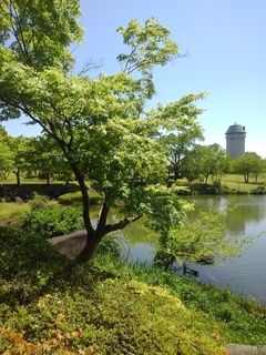 那須野が原公園の池近くのモミジ（4月30日）
