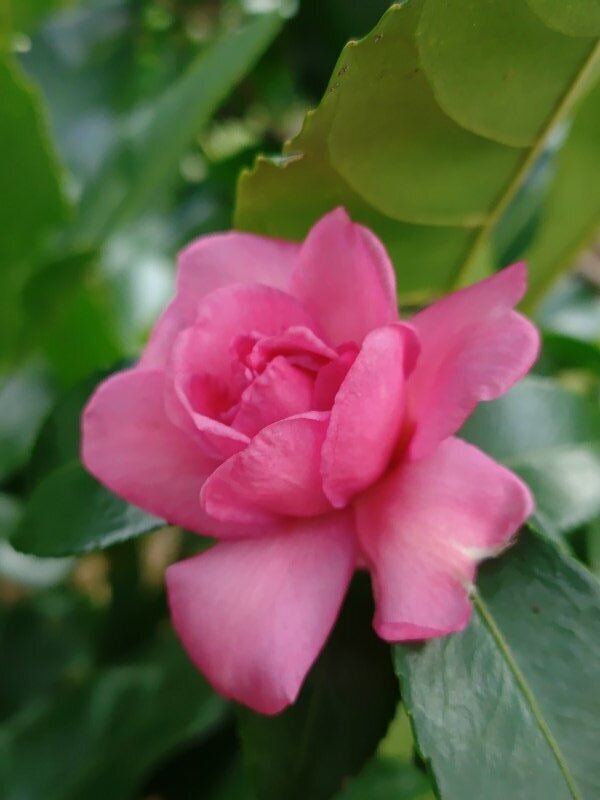 咲き始めたサザンカ（10月18日）