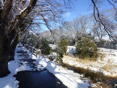 雪が積もった川沿いの道（1月12日）