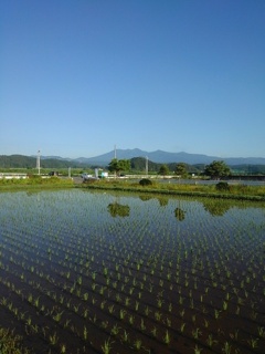 コンビニから見えた水田（6月19日）