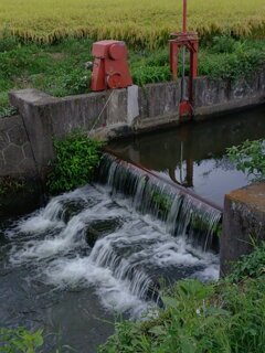 用水路の堰（9月3日）