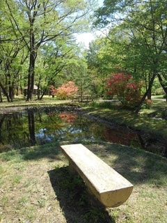ベンチと池のある広場（4月30日）