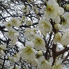 美麗なる梅の花（2月27日）