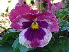 赤紫のパンジー（10月27日）