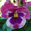 赤紫のパンジー（10月27日）