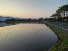 夕方の水田（5月14日）