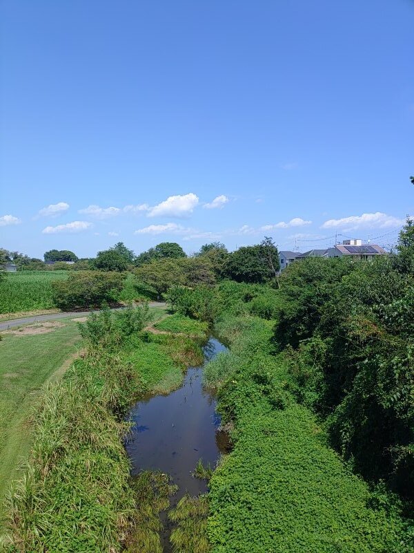 高所からの小川（8月30日）