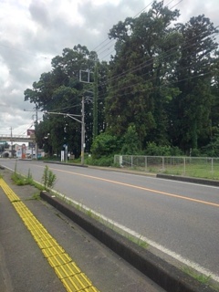 緑と同化する電柱（7月18日）