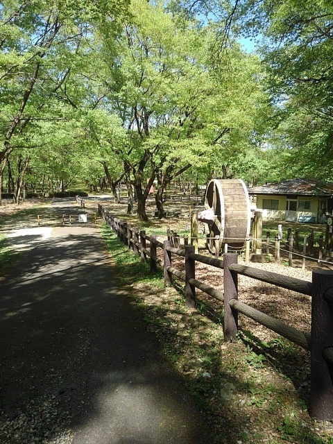 アスレチック広場の付近の歩道（4月30日）