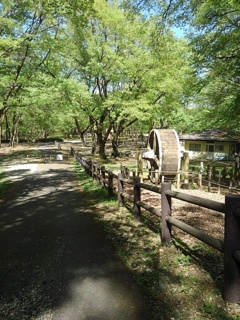 アスレチック広場の付近の歩道（4月30日）