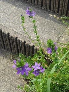 階段の近くの紫の花（6月1日）