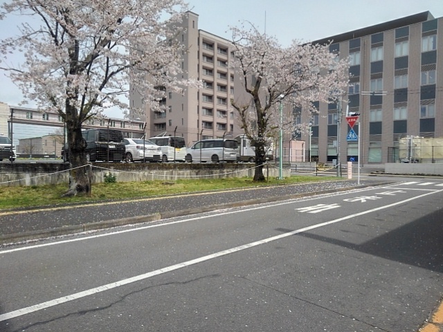 道路と桜（4月11日）
