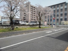 道路と桜（4月11日）