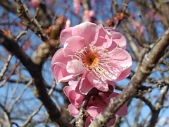 ピンクの花（3月3日）