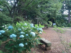 アジサイと丘の鳥居（6月21日）