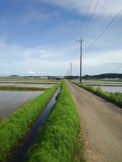 用水路と道路と電柱（5月11日）