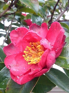 庭のサザンカの花（2月2日）